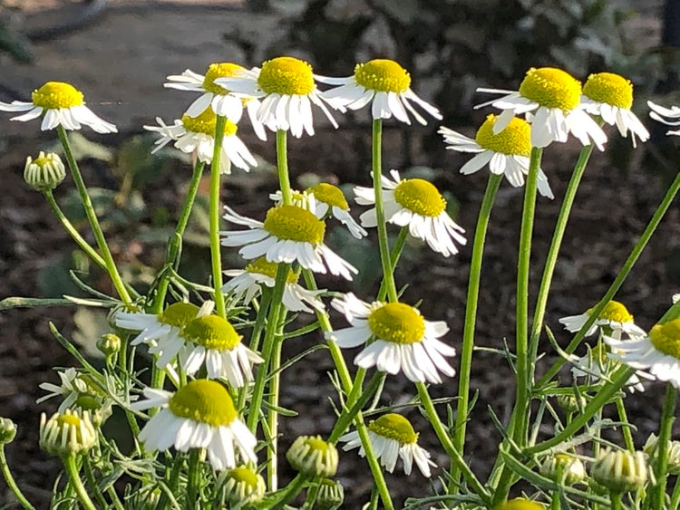 Chamomile