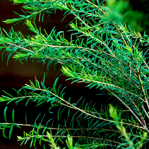 Tea Tree /Melaleuca